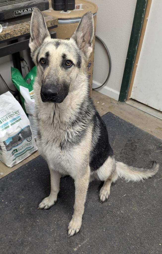 Loki, Adopted, Adult Male Shepherd.