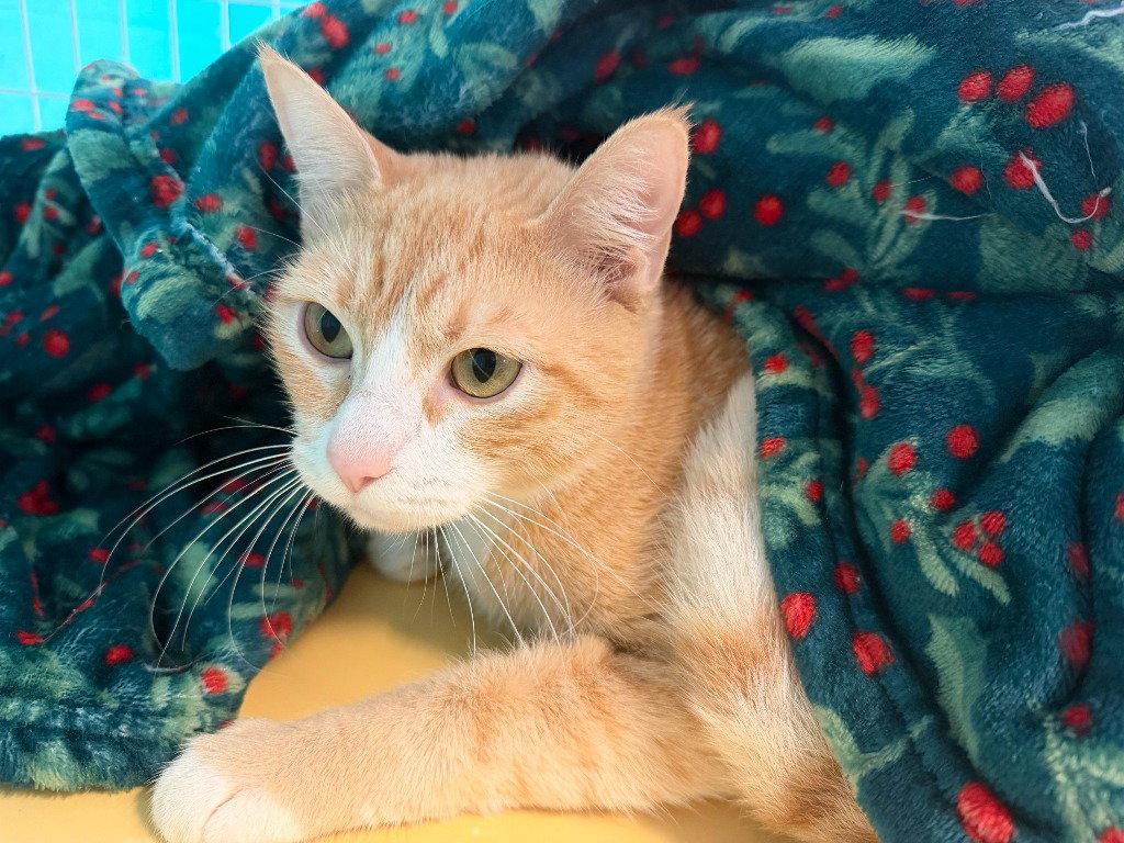 Enlarge Belize, a Adoptable Domestic Short Hair in St. Helens, OR image 1/1