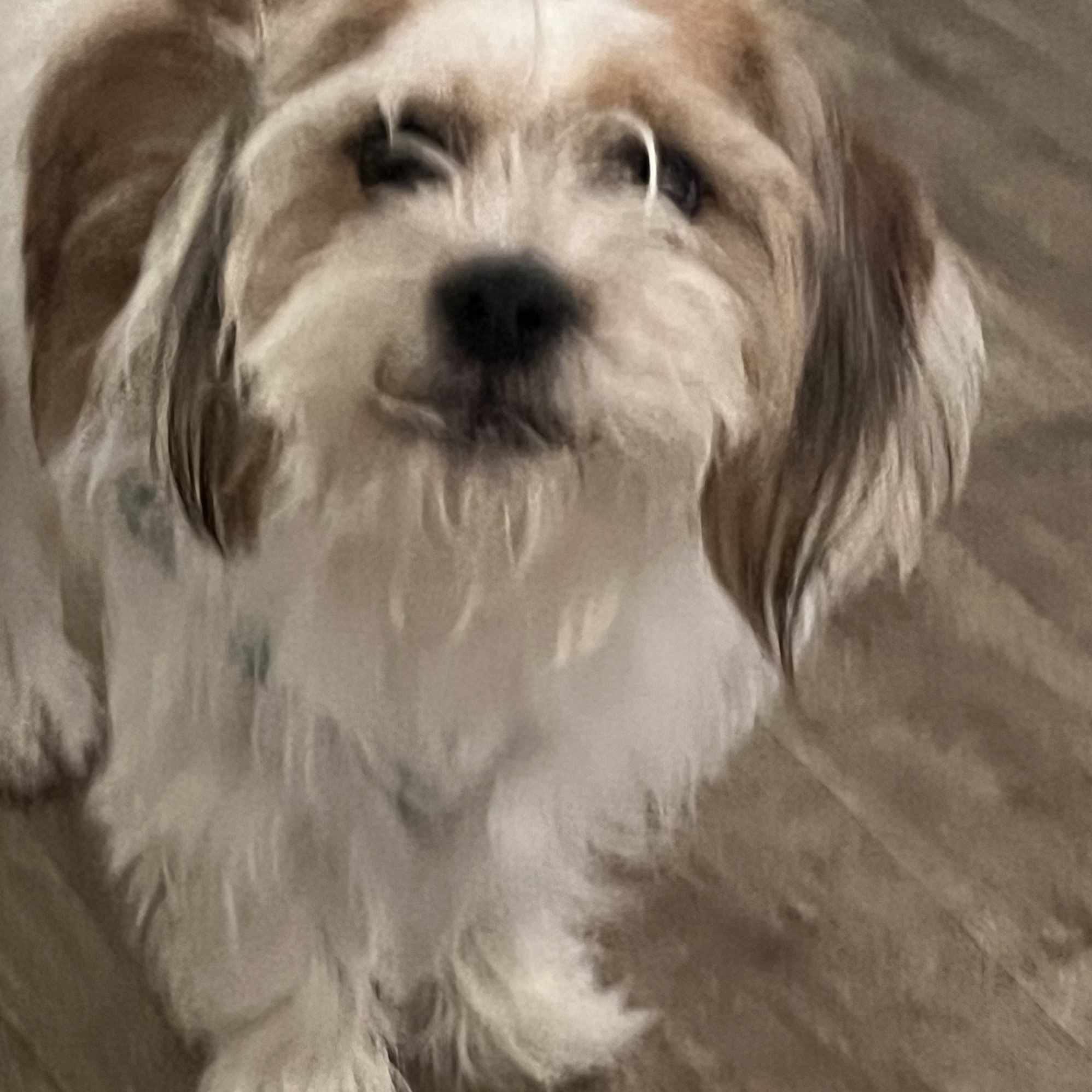 Enlarge LUNA, a Adopted Shih Tzu in New York, NY image 1/2