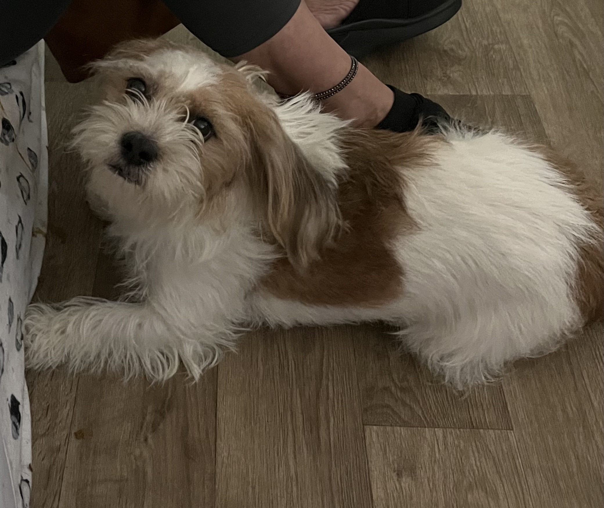 Enlarge LUNA, a Adopted Shih Tzu in New York, NY image 2/2