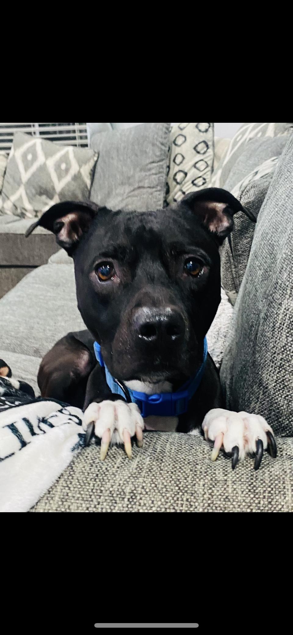 Prince, a Adoptable mixed breed in Mount Pleasant, SC image 4/6