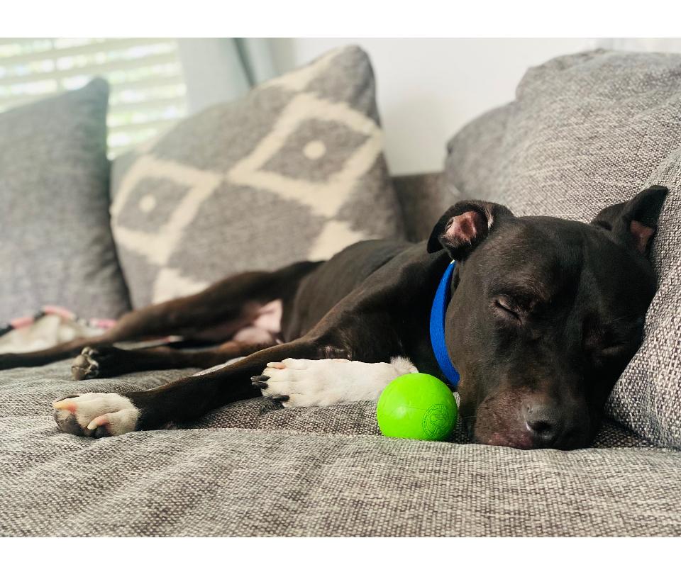 Prince, a Adoptable mixed breed in Mount Pleasant, SC image 2/6