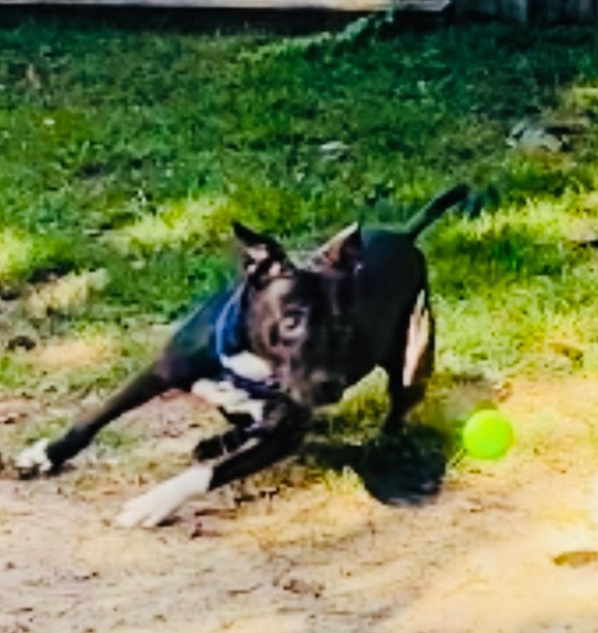 Prince, a Adoptable mixed breed in Mount Pleasant, SC image 6/6