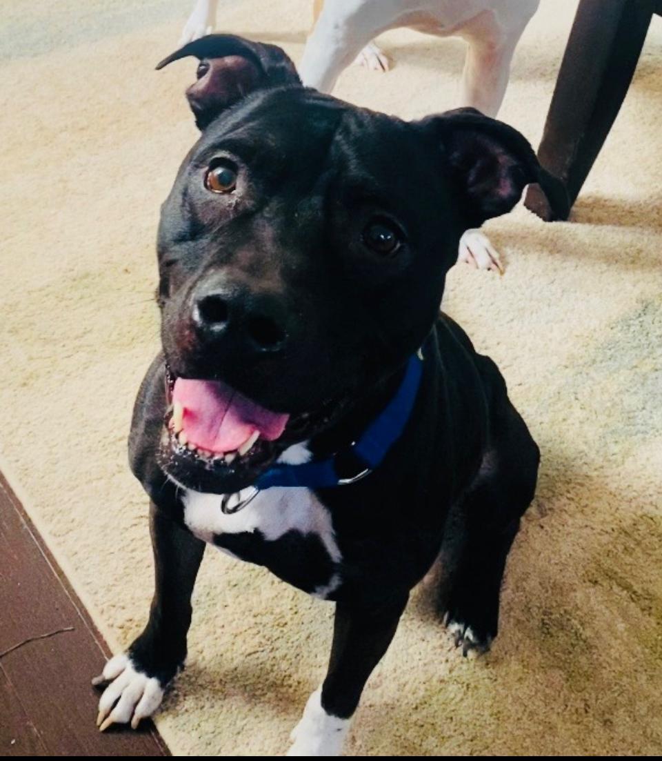 Prince, a Adoptable mixed breed in Mount Pleasant, SC image 5/6