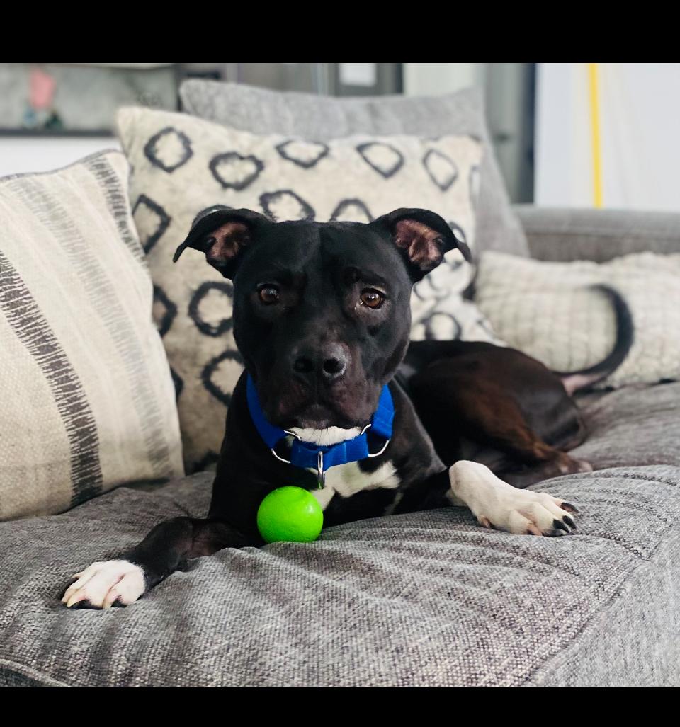 Prince, Adoptable, Adult Male Pit Bull Terrier & Black Labrador Retriever.