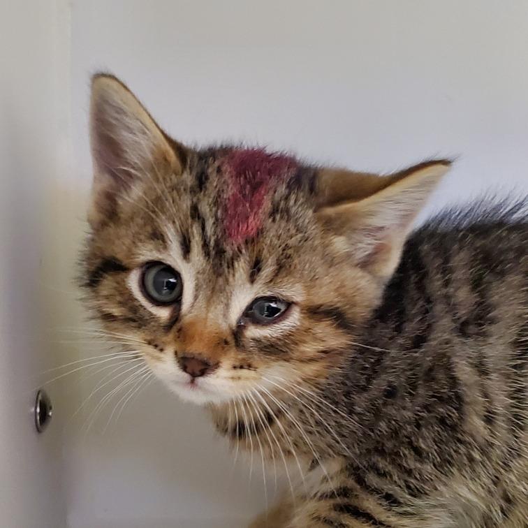 The Situation, Adoptable, Kitten Male Domestic Short Hair.