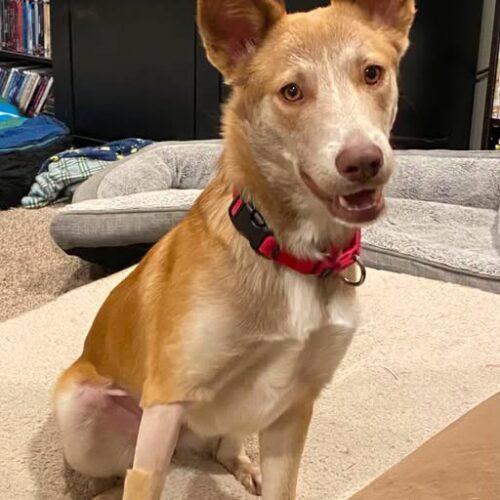 Phoenix, Adoptable, Puppy Female Mixed Breed.