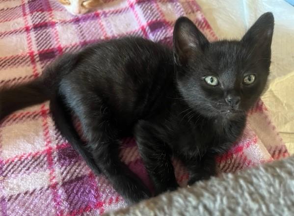 Banjo, an adoptable Domestic Short Hair in Eagle Point, OR, 97524 | Photo Image 1