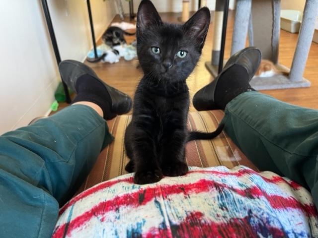 Banjo, an adoptable Domestic Short Hair in Eagle Point, OR, 97524 | Photo Image 2