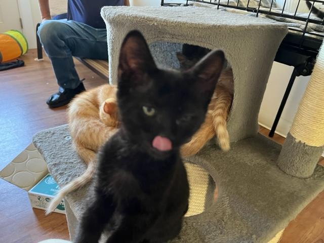 Banjo, an adoptable Domestic Short Hair in Eagle Point, OR, 97524 | Photo Image 5