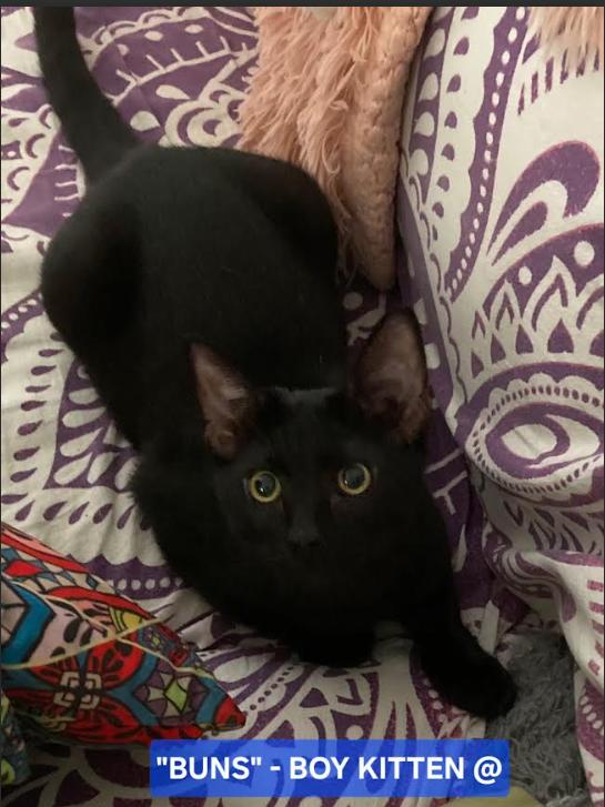 Enlarge Buns, a Adopted Domestic Short Hair in Hampstead, NC image 3/3