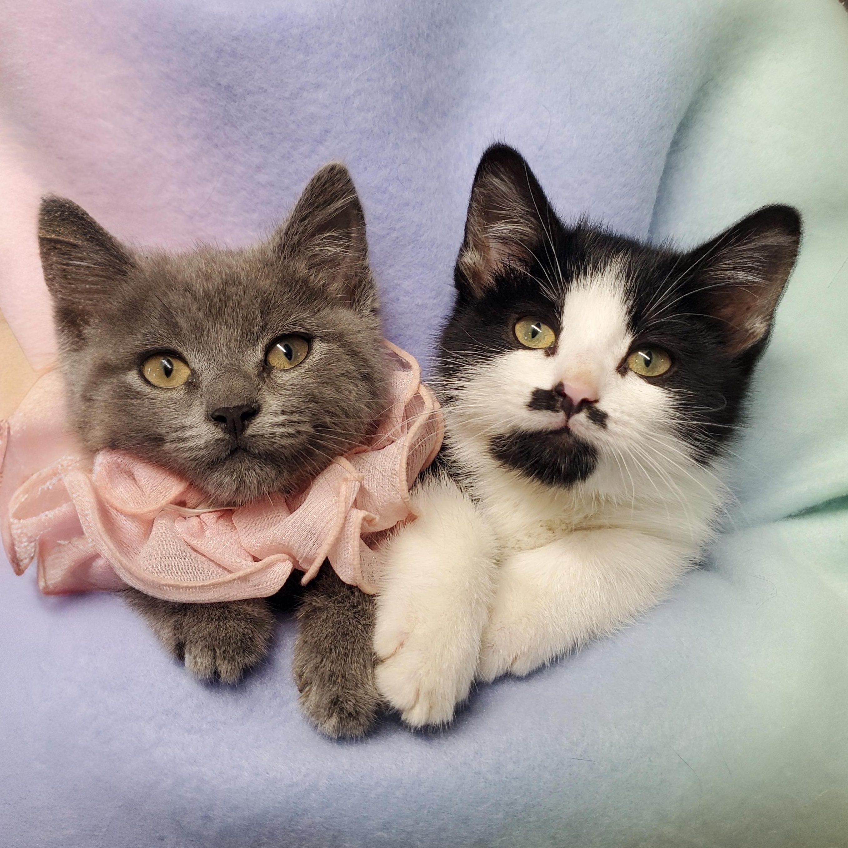 Pixie & Poppy