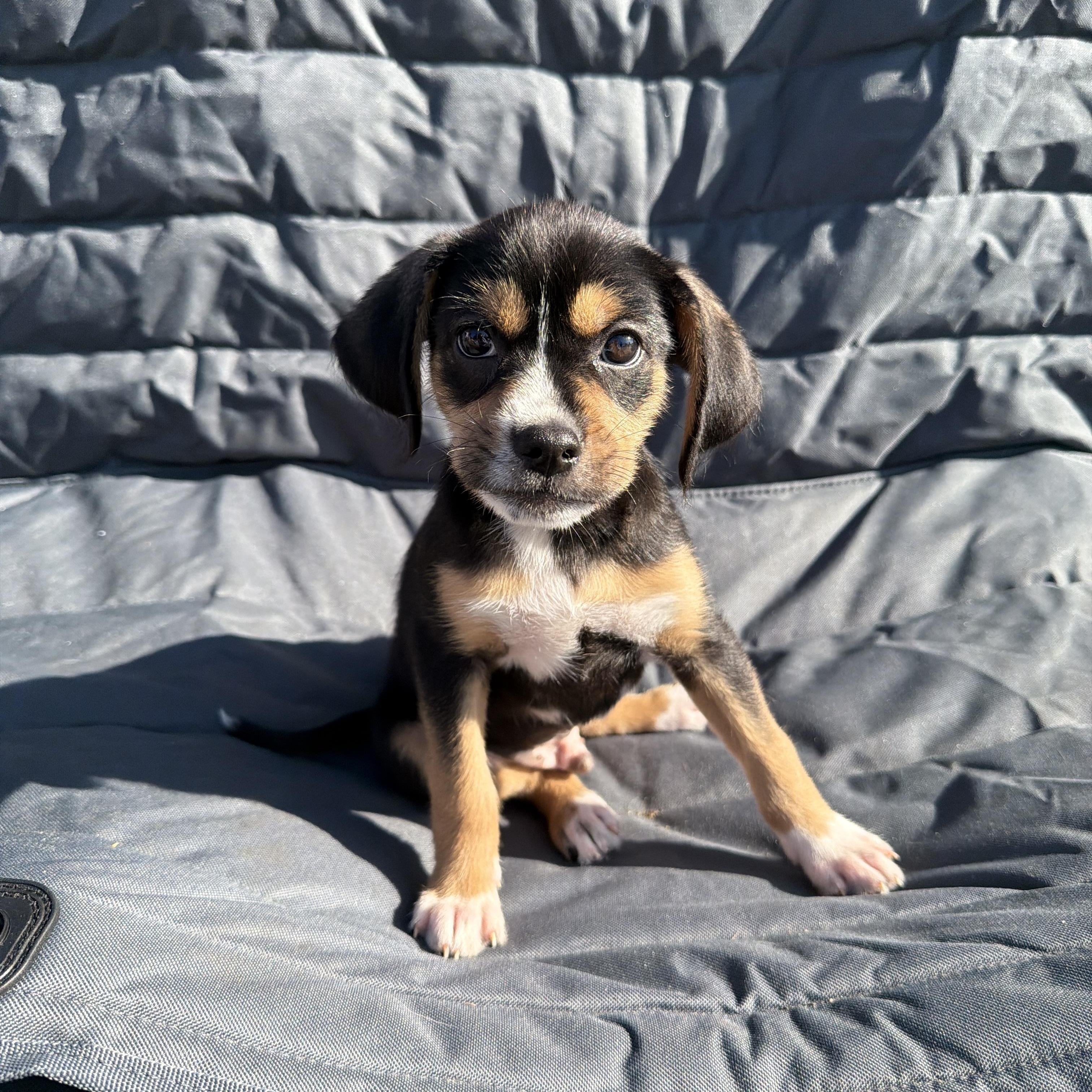 Figgy, a Adoptable mixed breed in San Diego, CA image 1/2