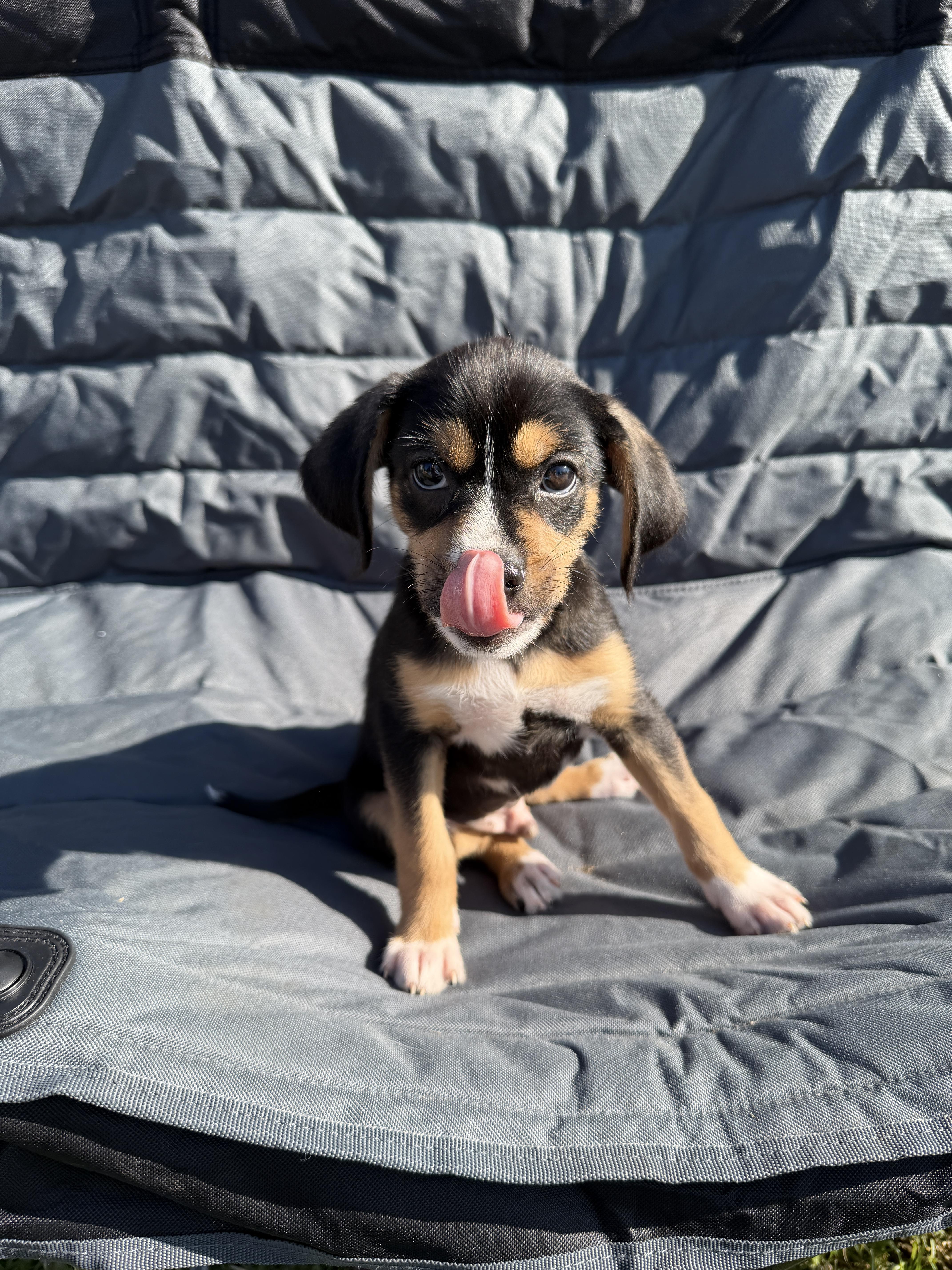 Figgy, a Adoptable mixed breed in San Diego, CA image 2/2