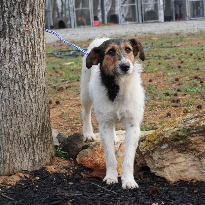 Enlarge Malina, a Adoptable mixed breed in Evensville, TN image 1/3
