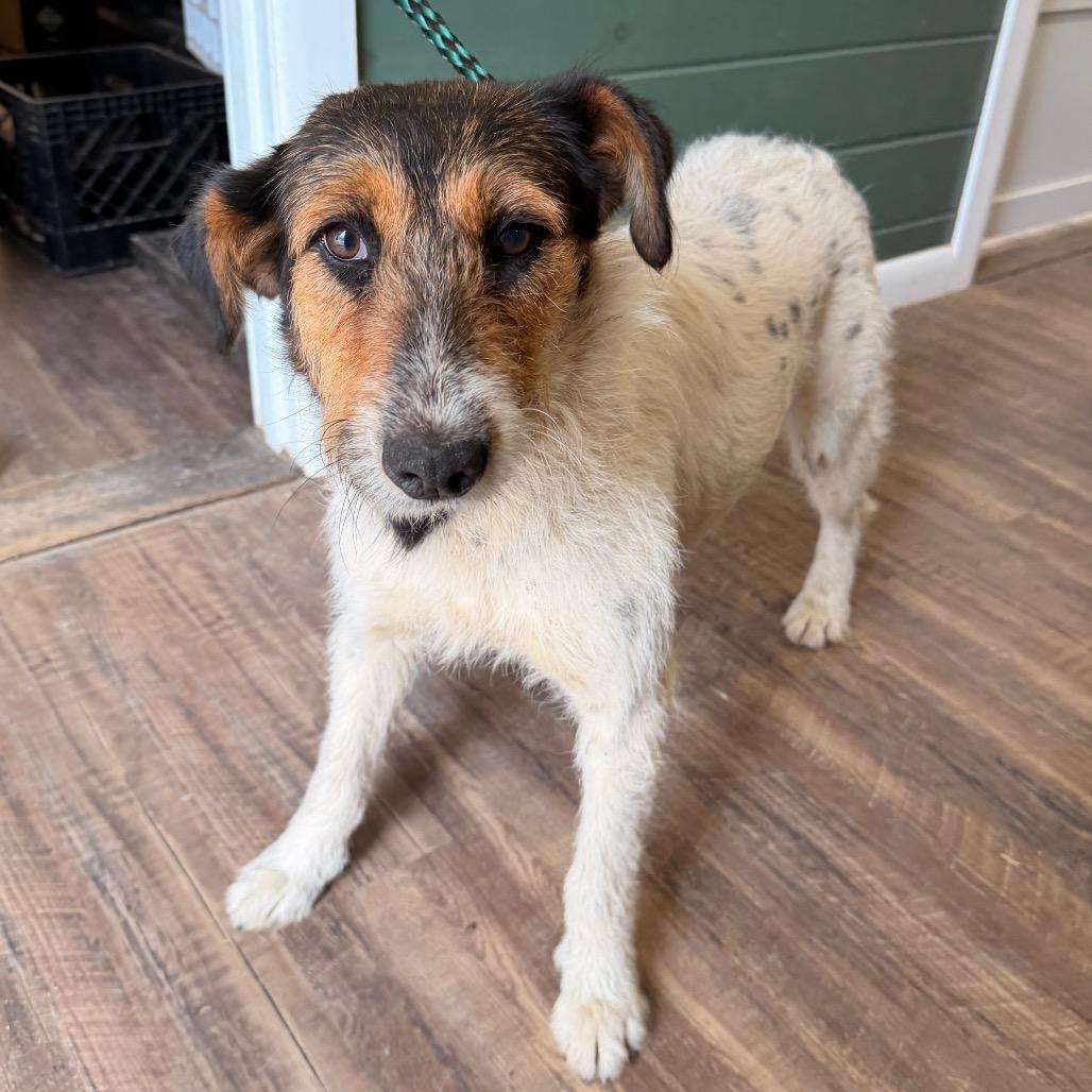 Enlarge Malina, a Adoptable mixed breed in Evensville, TN image 2/3