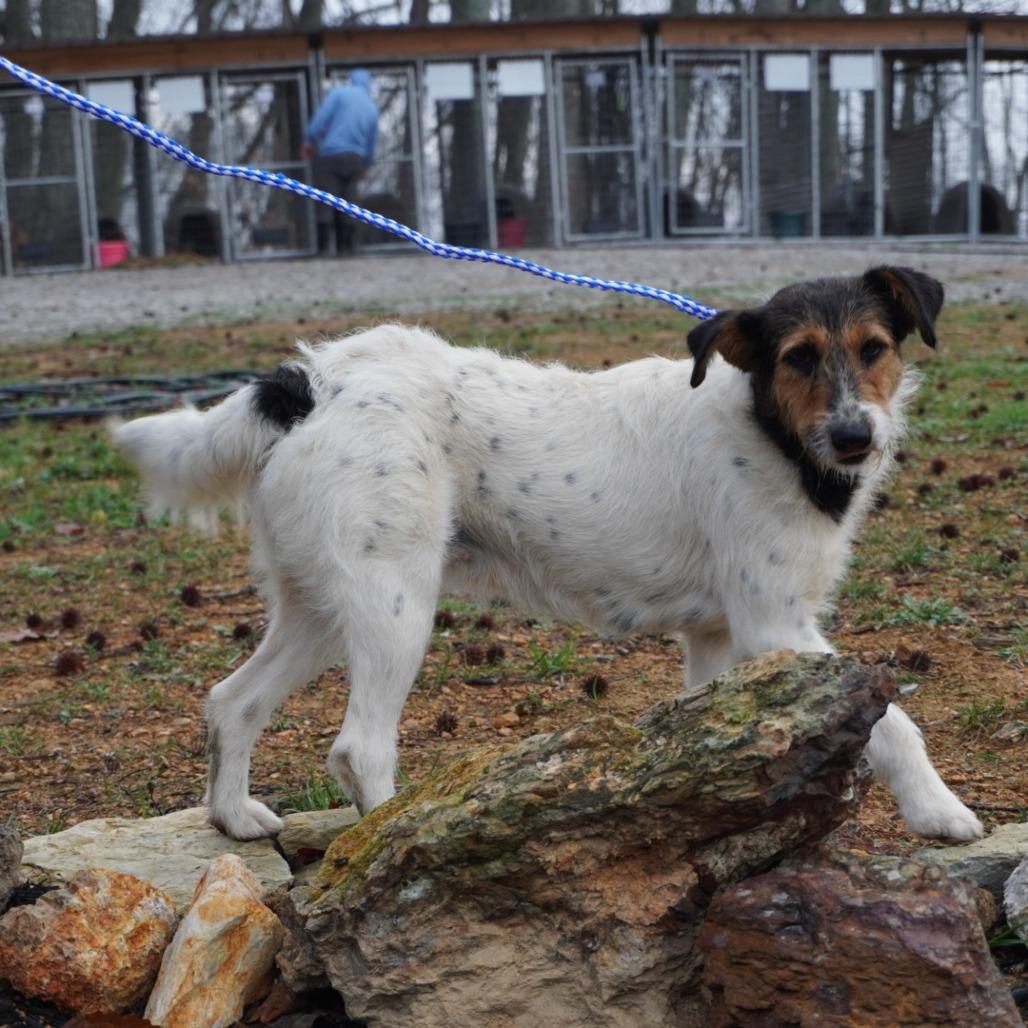 Enlarge Malina, a Adoptable mixed breed in Evensville, TN image 3/3