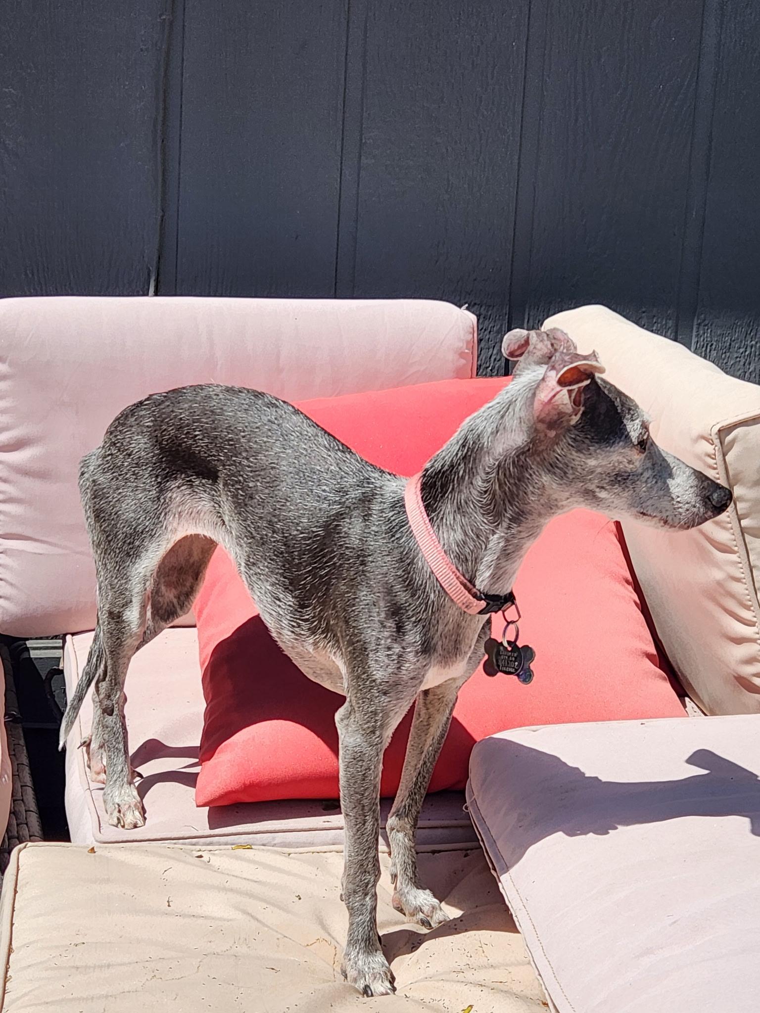 Enlarge Ella, a ADOPTABLE Italian Greyhound in Centennial, CO image 3/4