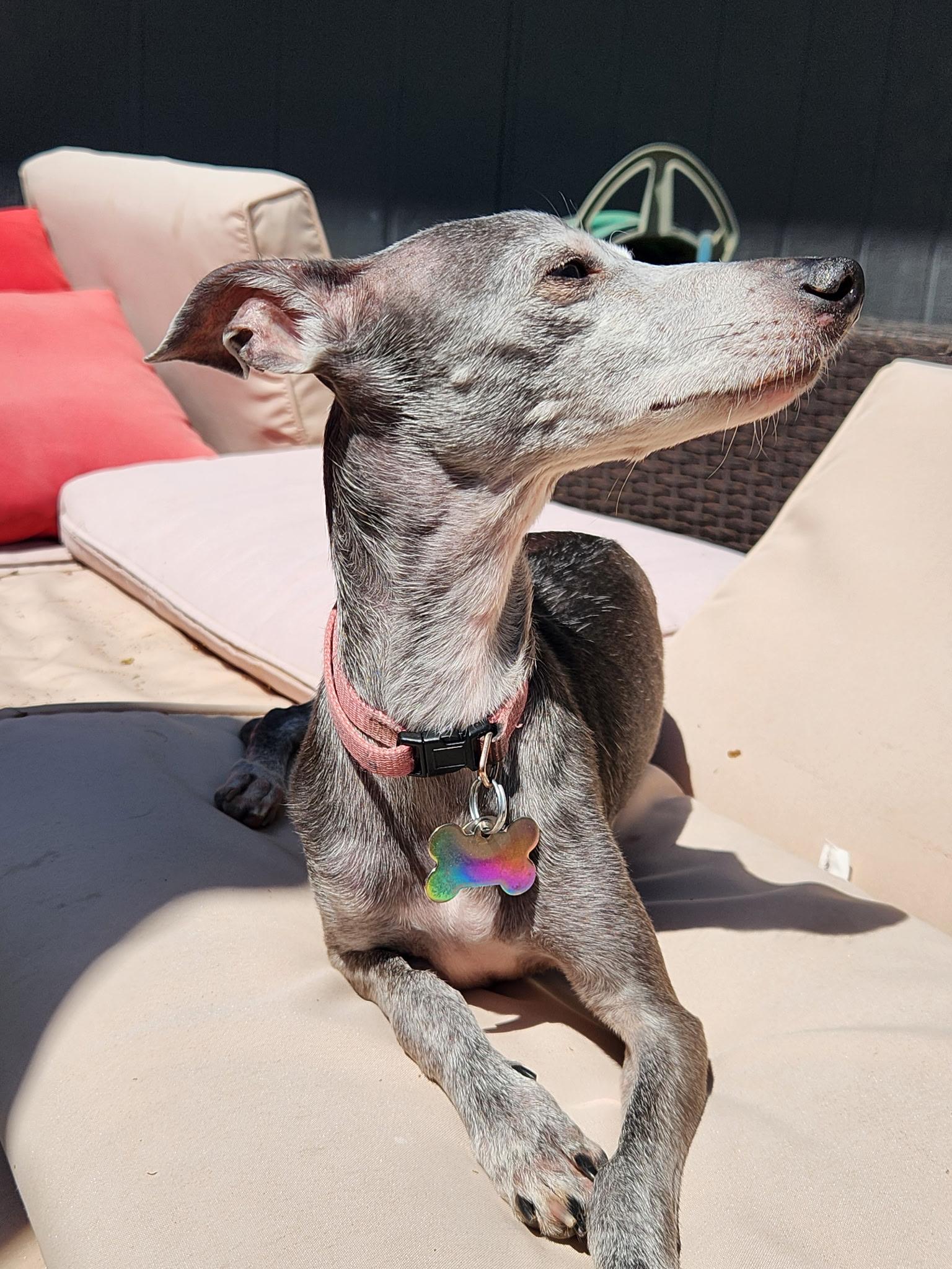 Enlarge Ella, a ADOPTABLE Italian Greyhound in Centennial, CO image 2/4