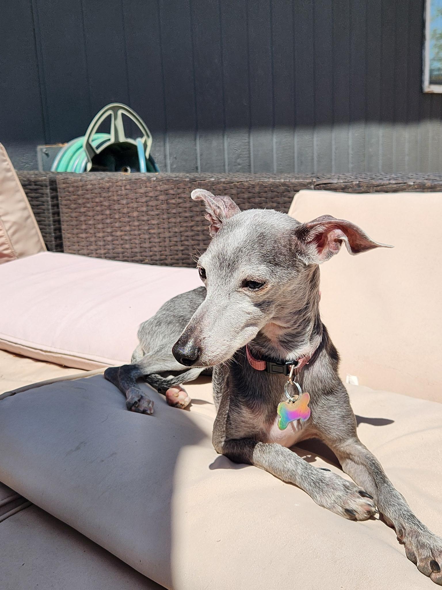 Enlarge Ella, a ADOPTABLE Italian Greyhound in Centennial, CO image 4/4
