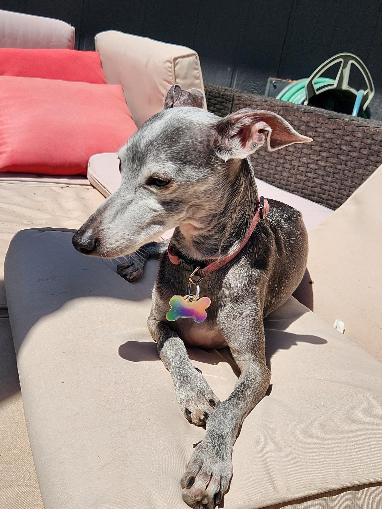 Enlarge Ella, a ADOPTABLE Italian Greyhound in Centennial, CO image 1/4