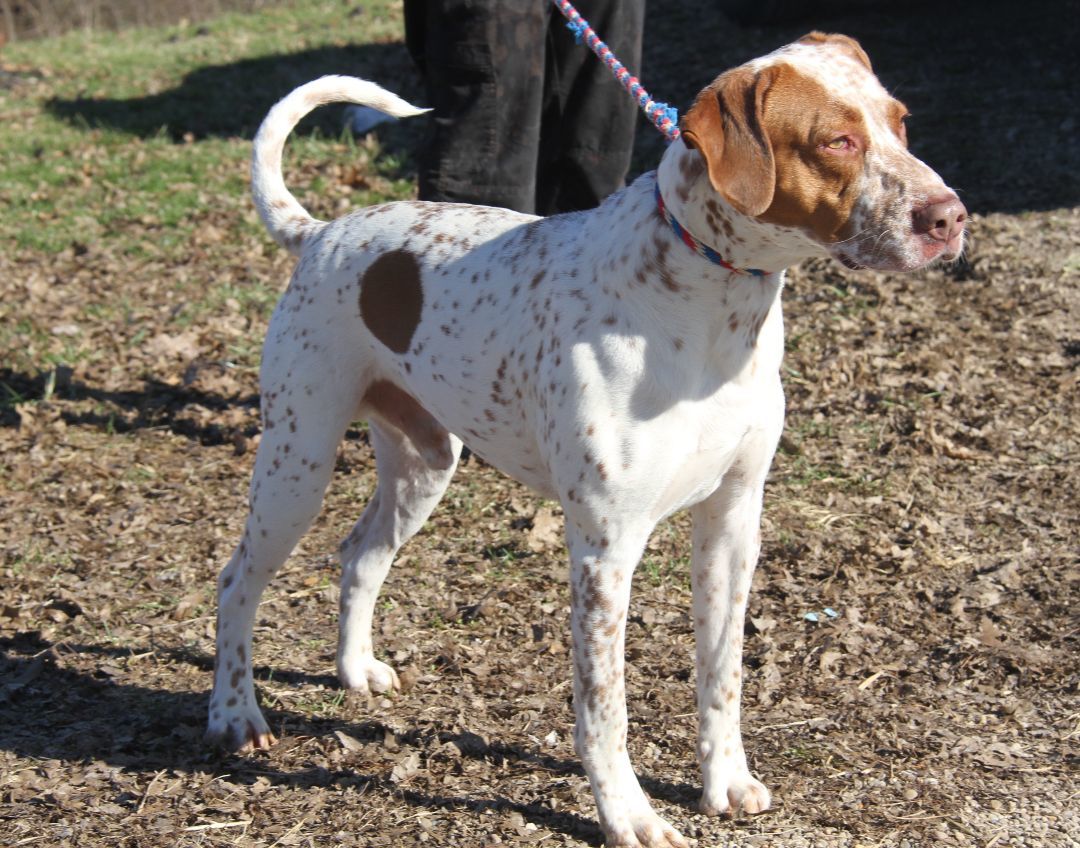 Piglet (Real Name Brutus), an adoptable Pit Bull Terrier, Cattle Dog in Marietta, OH, 45750 | Photo Image 3