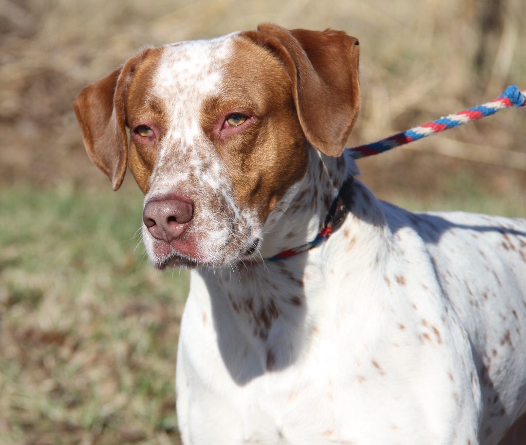 Piglet (Real Name Brutus), an adoptable Pit Bull Terrier, Cattle Dog in Marietta, OH, 45750 | Photo Image 4