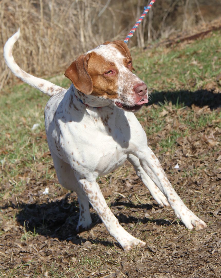 Piglet (Real Name Brutus), an adoptable Pit Bull Terrier, Cattle Dog in Marietta, OH, 45750 | Photo Image 5