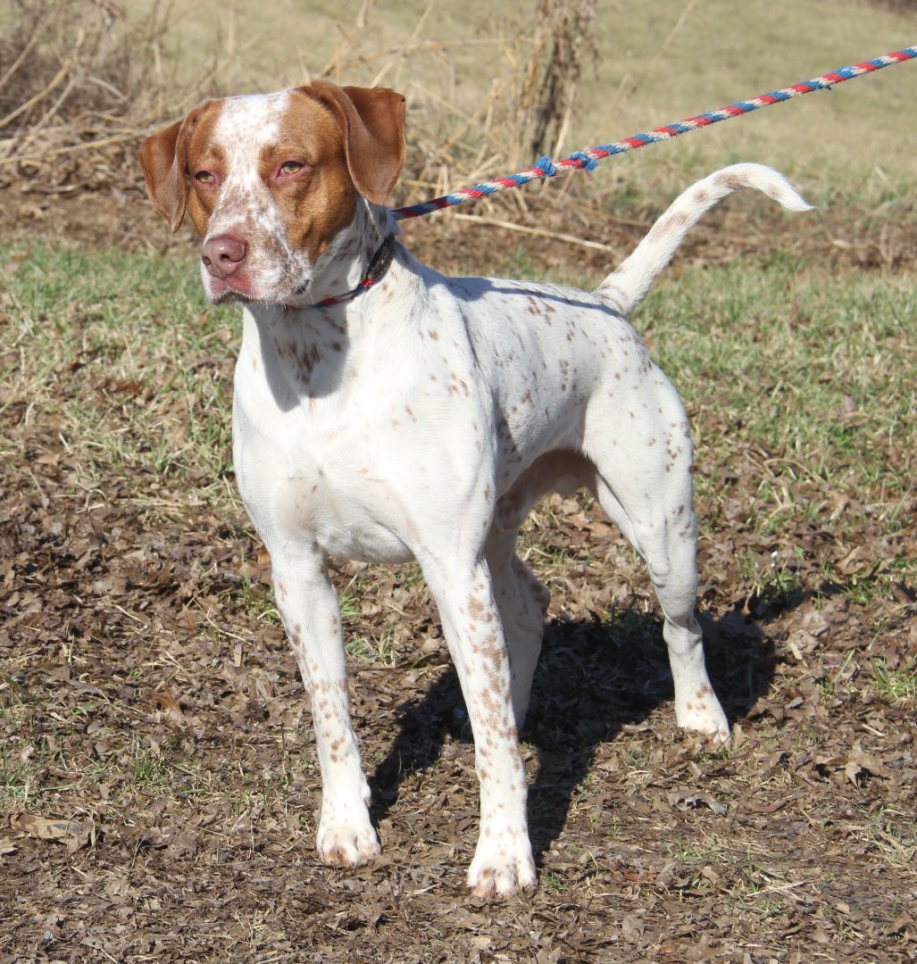 Piglet aka Piggie (Real Name Brutus), Adoptable, Adult Male Pit Bull Terrier & Cattle Dog.