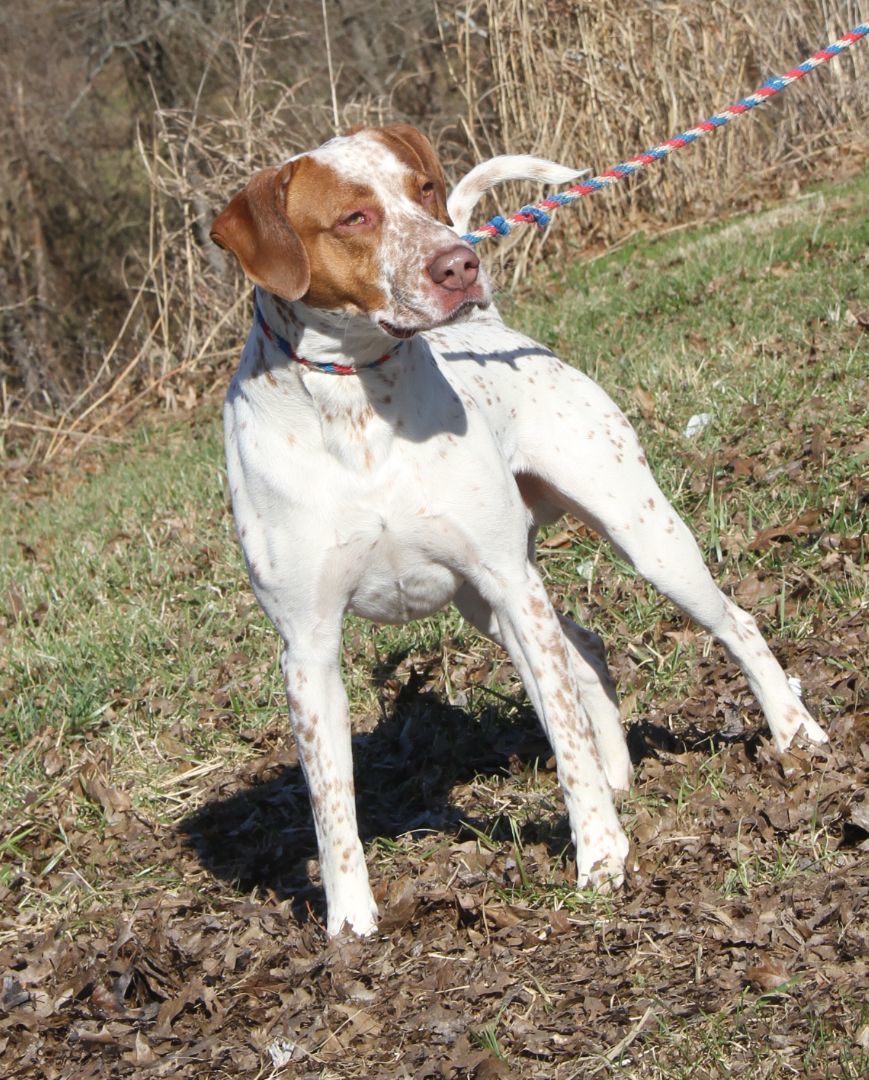 Piglet (Real Name Brutus), an adoptable Pit Bull Terrier, Cattle Dog in Marietta, OH, 45750 | Photo Image 2