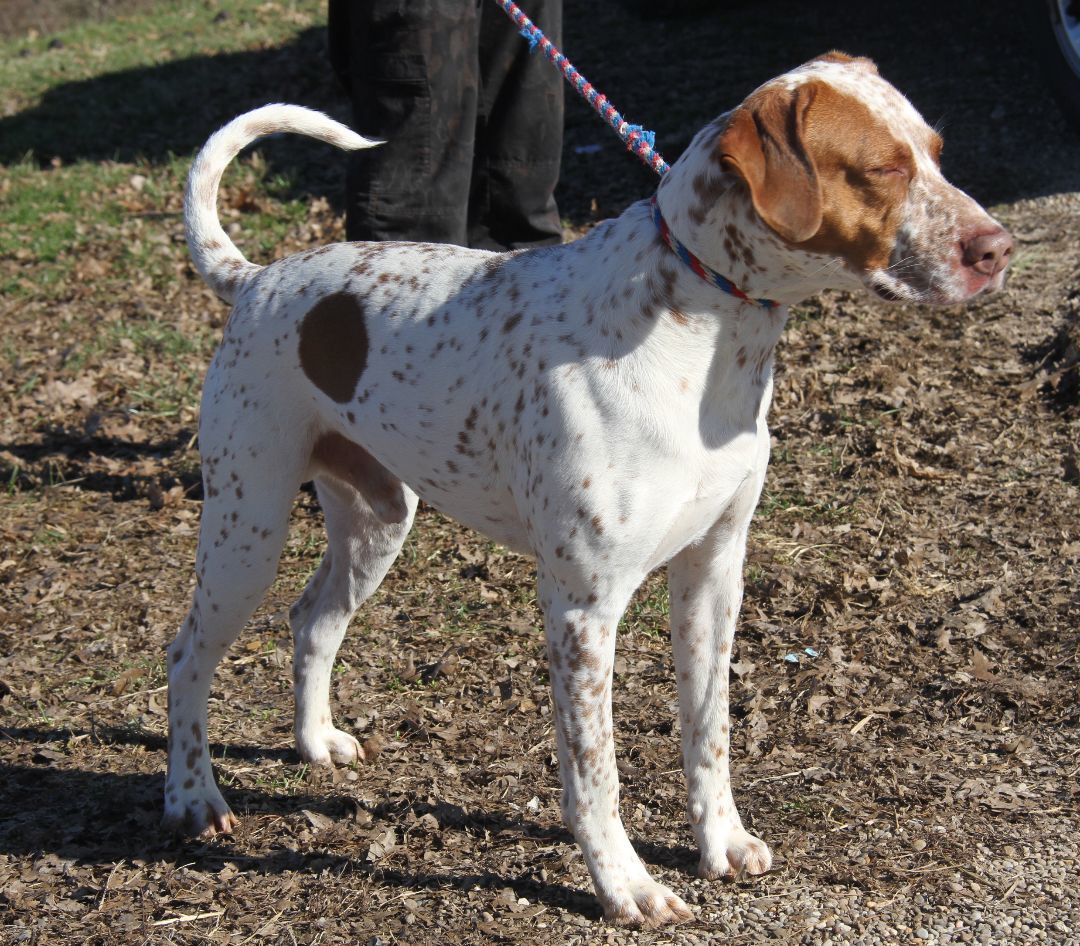 Piglet (Real Name Brutus), an adoptable Pit Bull Terrier, Cattle Dog in Marietta, OH, 45750 | Photo Image 6