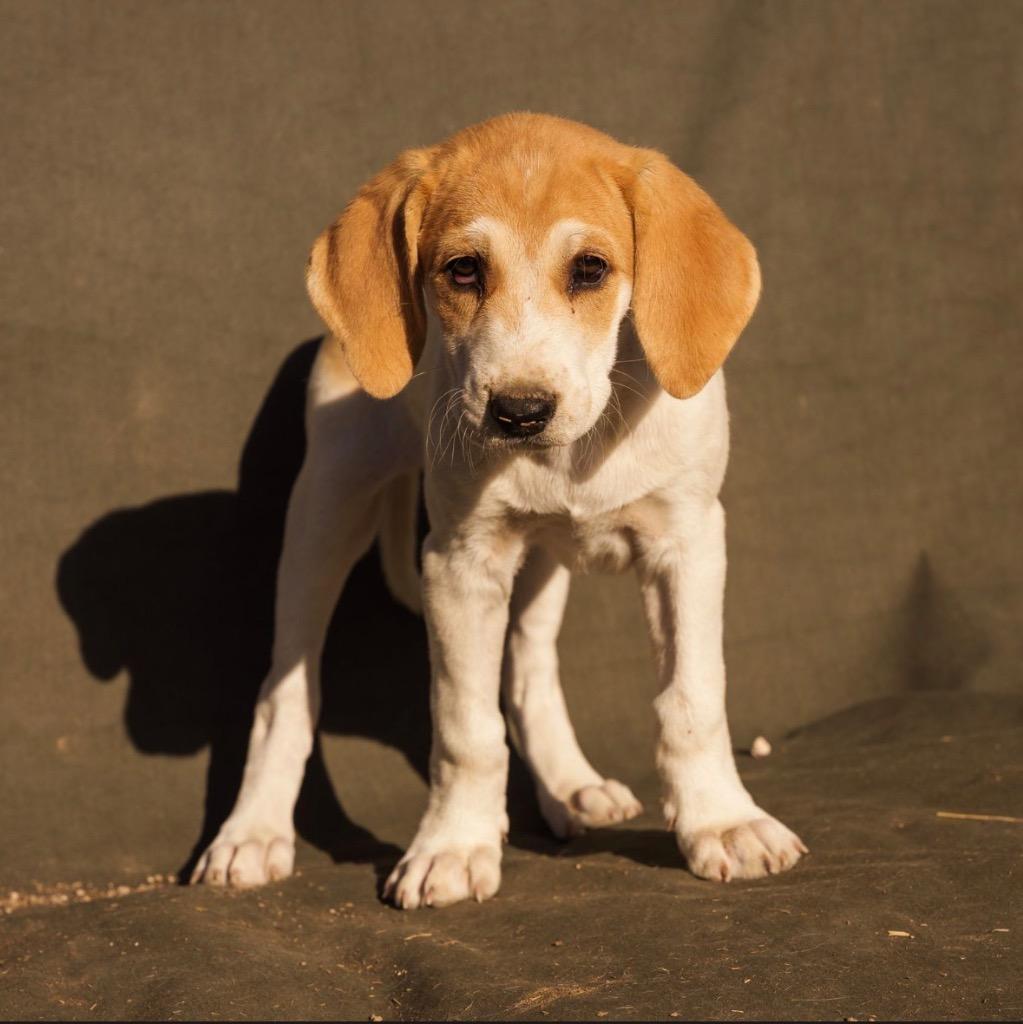 Waffles, Adoptable, Puppy Female Great Pyrenees & Mixed Breed.