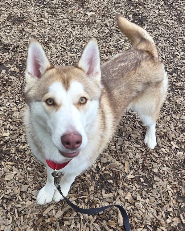 Aragorn, Adoptable, Young Male Siberian Husky.