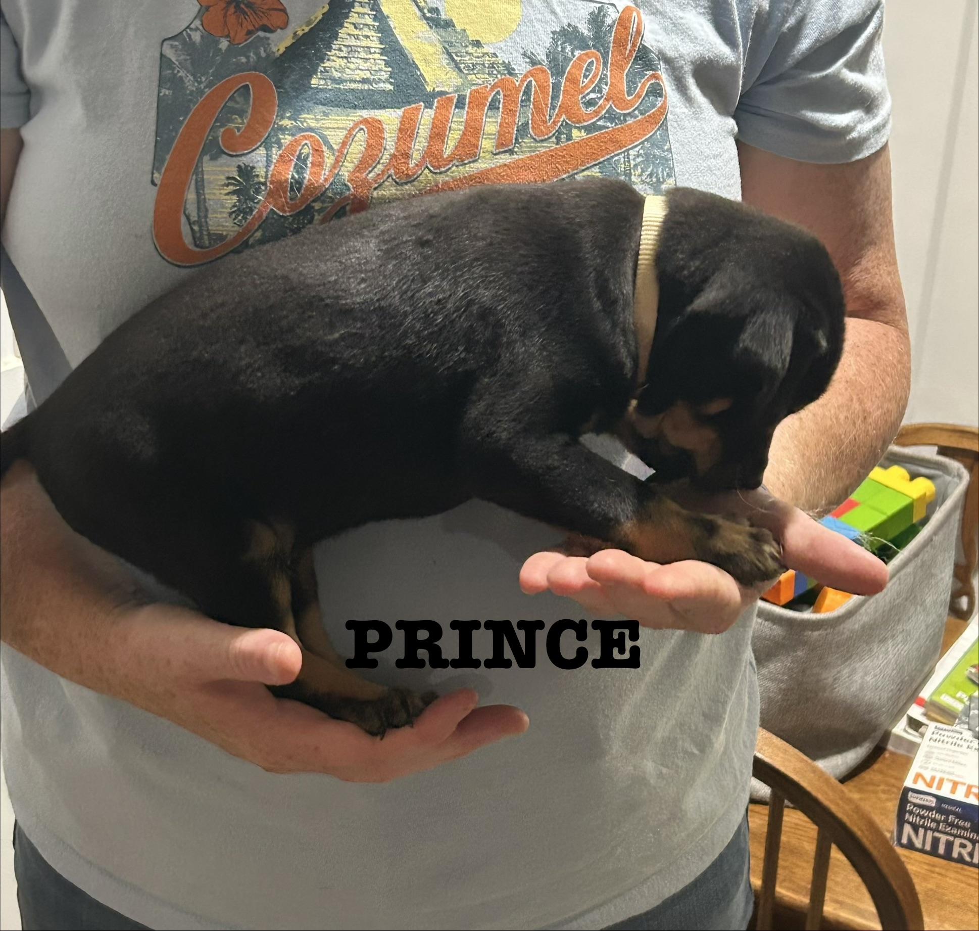 Prince Escalus photo