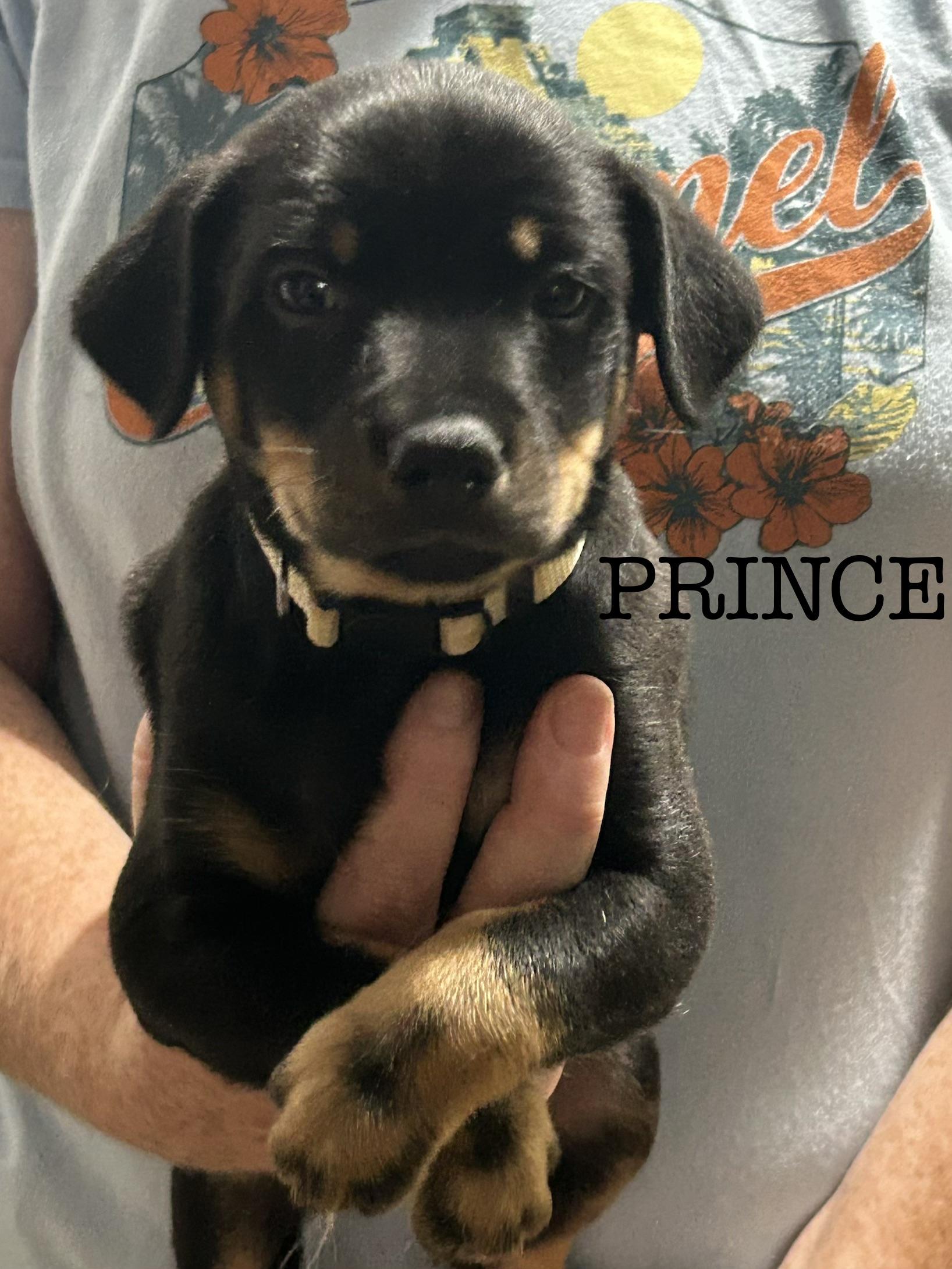 Enlarge Prince Escalus, a Adoptable Australian Shepherd in Knoxville, TN image 2/3