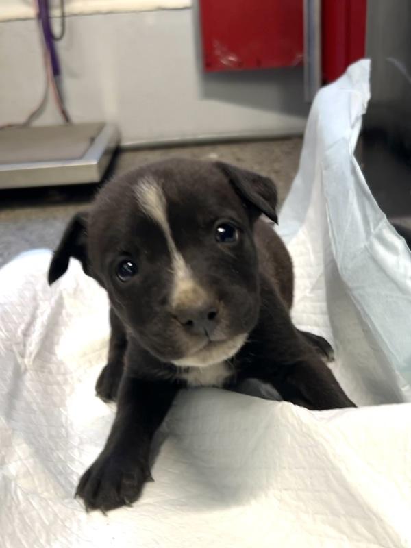 Enlarge Spock (chouquette), a Adoptable mixed breed in Mobile, AL image 1/1