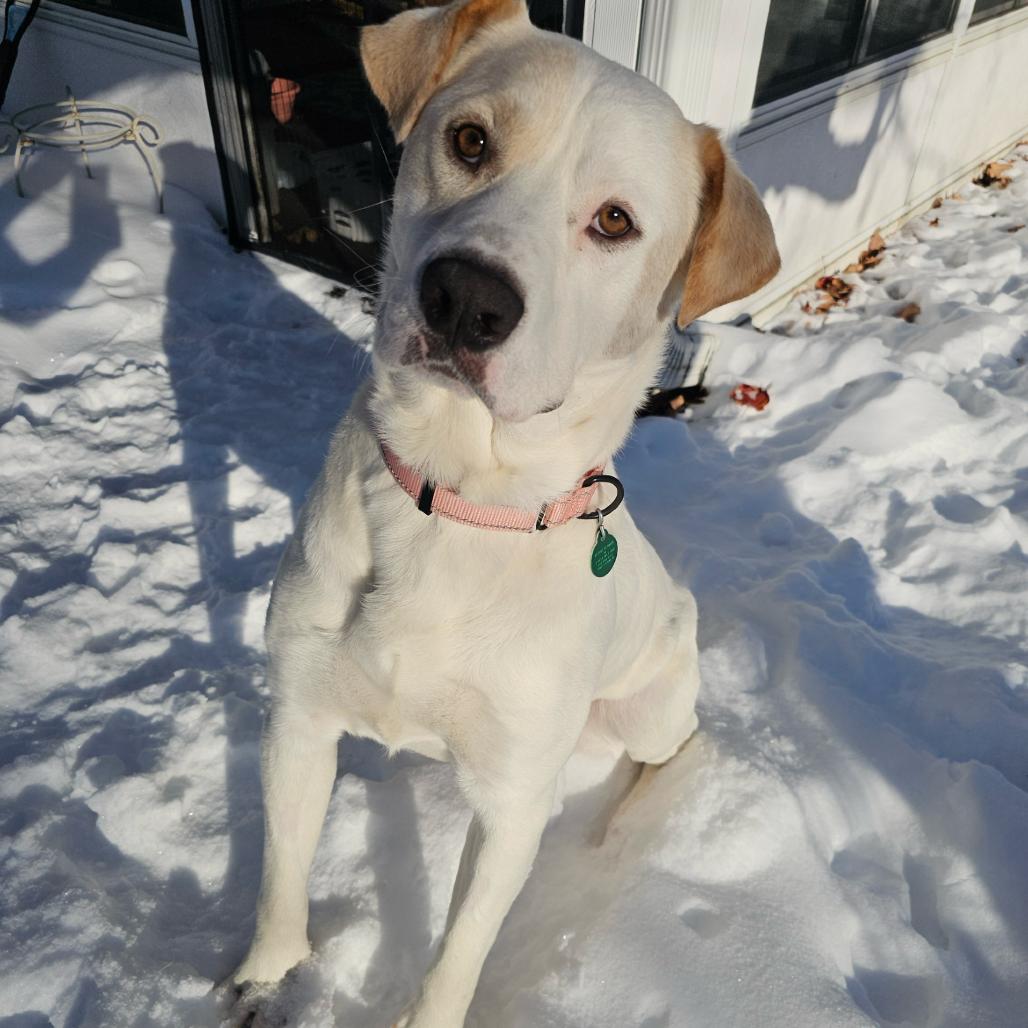 Milo, Adoptable, Adult Male Mixed Breed.