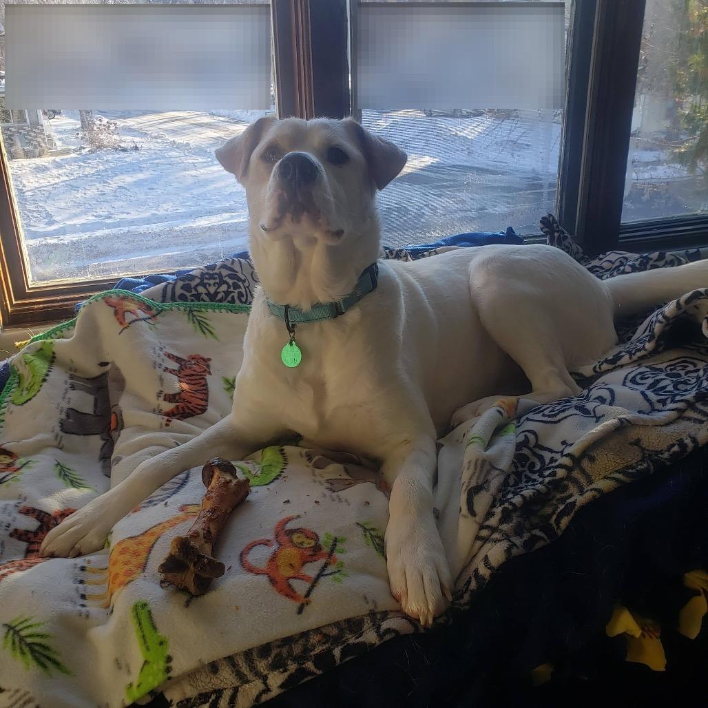 Enlarge Milo, a Adoptable Mixed Breed in Saint Paul, MN image 5/6