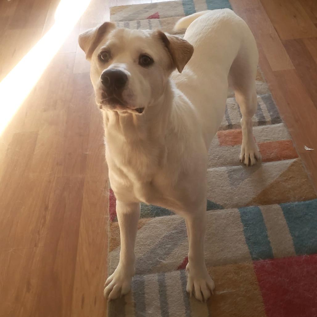 Enlarge Milo, a Adoptable Mixed Breed in Saint Paul, MN image 1/6