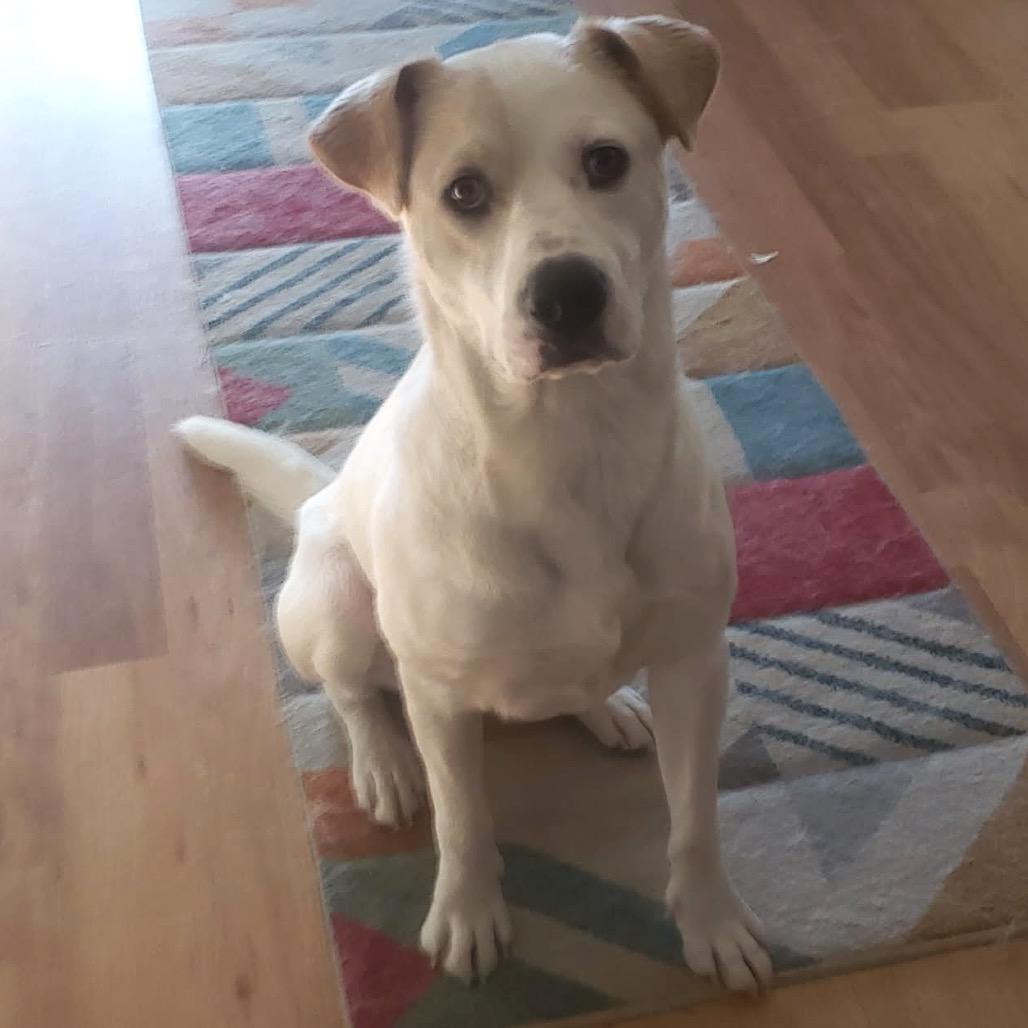 Enlarge Milo, a Adoptable Mixed Breed in Saint Paul, MN image 2/6