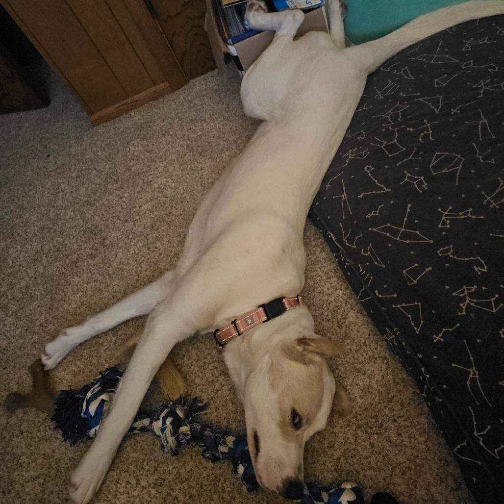 Enlarge Milo, a Adoptable Mixed Breed in Saint Paul, MN image 3/6