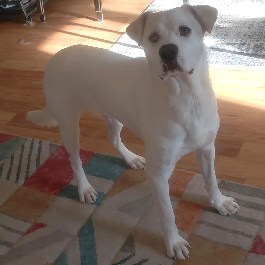 Enlarge Milo, a Adoptable Mixed Breed in Saint Paul, MN image 3/6