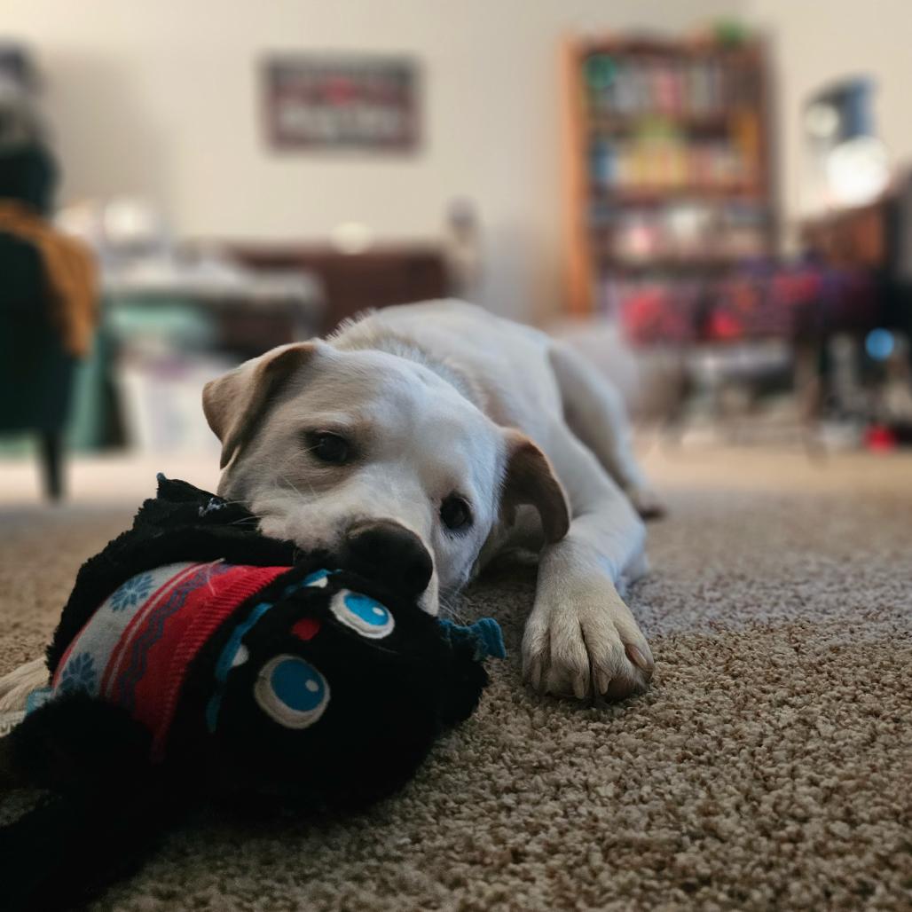 Enlarge Milo, a Adoptable Mixed Breed in Saint Paul, MN image 6/6