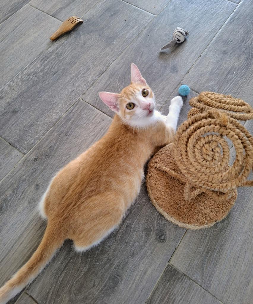 Phoenix — thumbnail 3