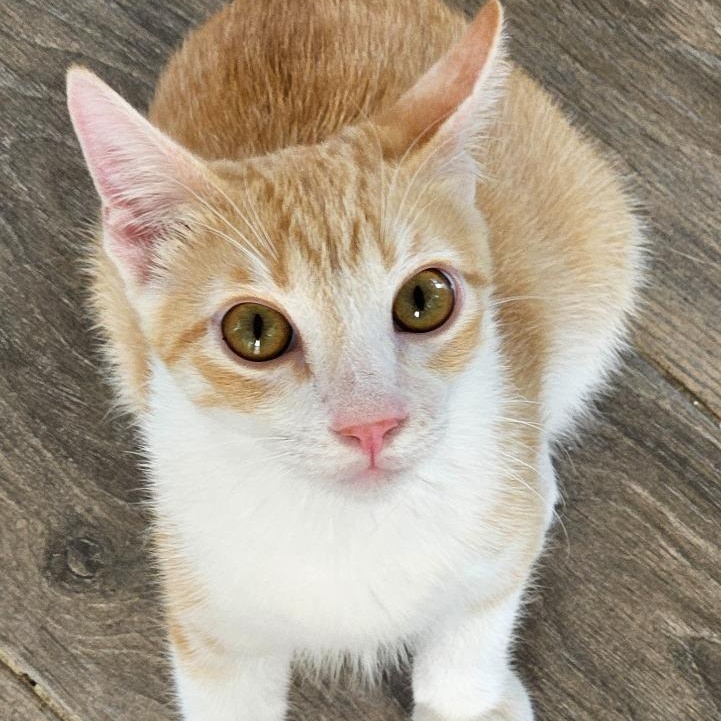 Phoenix — thumbnail 4