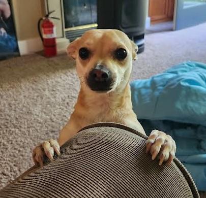 Tater Tot, Adopted, Adult Male Chihuahua & Dachshund.