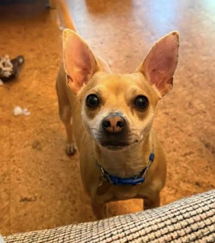 Enlarge Tater Tot, a Adopted mixed breed in Hillsboro, OR image 2/3