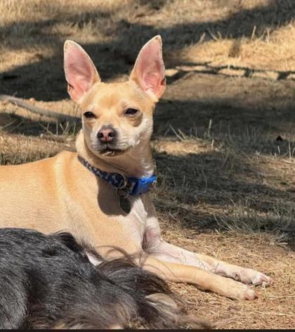 Enlarge Tater Tot, a Adopted mixed breed in Hillsboro, OR image 3/3