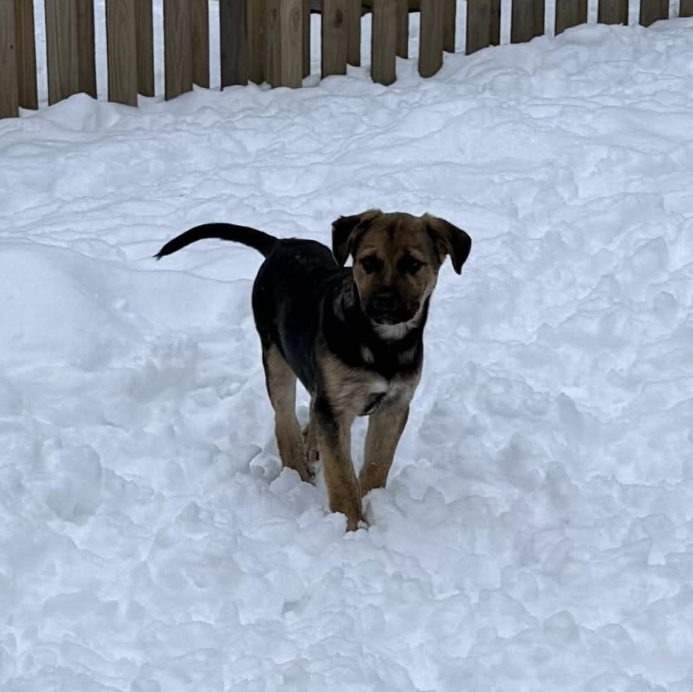 Rosco, Adoptable, Puppy Male German Shepherd Dog.
