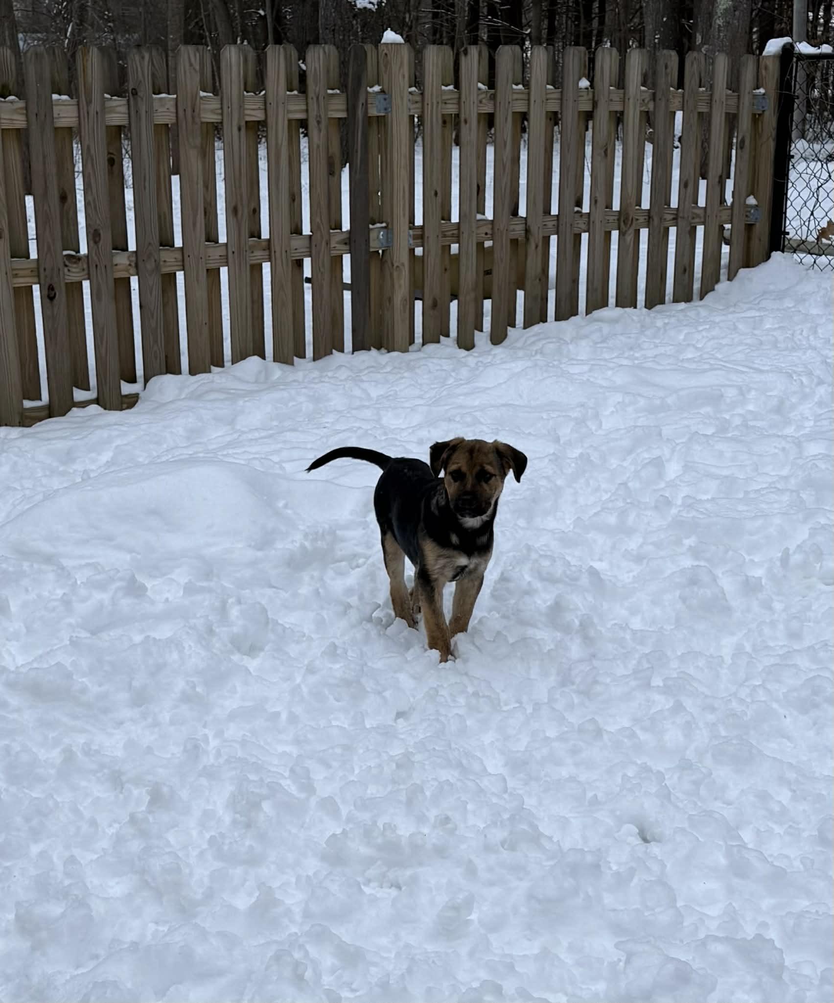 Enlarge Rosco, a Adoptable German Shepherd Dog in Portland, ME image 2/4